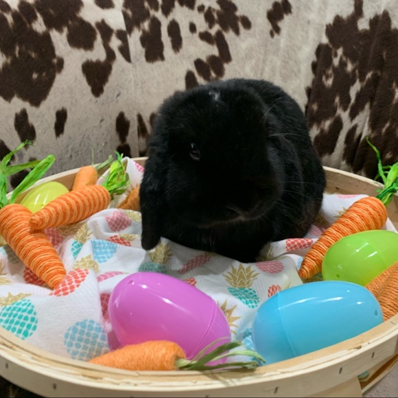 ⭐️ OFFICIALLY POSH AMBASSADOR ⭐️ - Picture 4 of 9